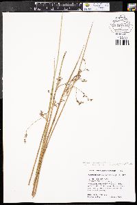 Juncus balticus subsp. balticus image