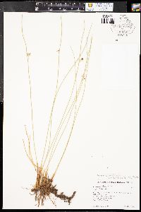 Juncus balticus subsp. balticus image