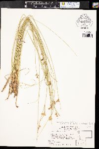 Juncus balticus subsp. balticus image