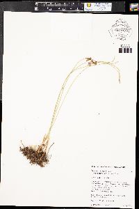 Juncus balticus subsp. balticus image