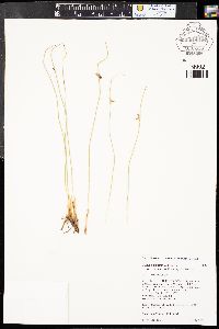 Juncus balticus subsp. balticus image