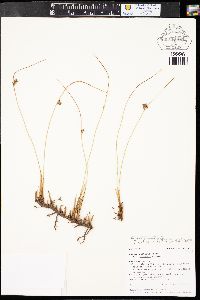 Juncus balticus subsp. balticus image