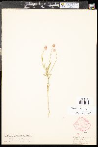 Polygala sanguinea image