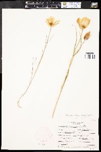Calochortus gunnisonii var. gunnisonii image