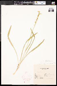 Anticlea elegans image