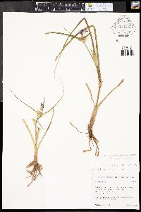 Tradescantia occidentalis var. occidentalis image