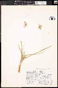 Tradescantia occidentalis var. occidentalis image