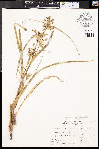 Tradescantia occidentalis var. occidentalis image