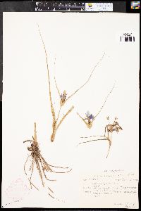 Tradescantia occidentalis image