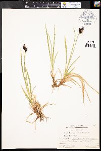 Carex albonigra image