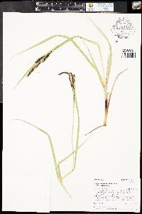 Carex aquatilis var. aquatilis image