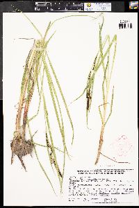 Carex aquatilis var. aquatilis image