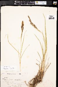 Carex aquatilis var. aquatilis image