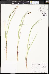 Carex aquatilis var. aquatilis image