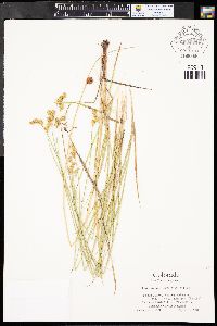 Carex brevior image
