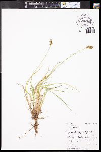 Carex canescens subsp. canescens image