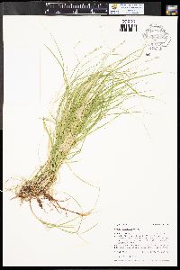 Carex disperma image