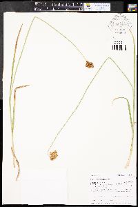 Carex egglestonii image