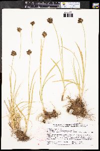 Carex egglestonii image