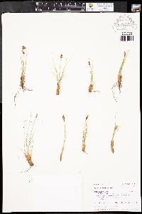 Carex elynoides image