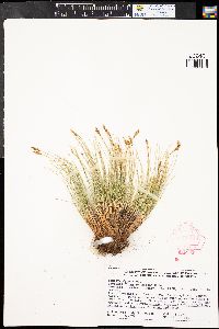 Carex elynoides image