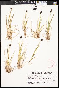 Carex illota image