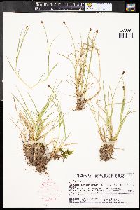 Carex illota image