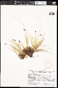 Carex illota image