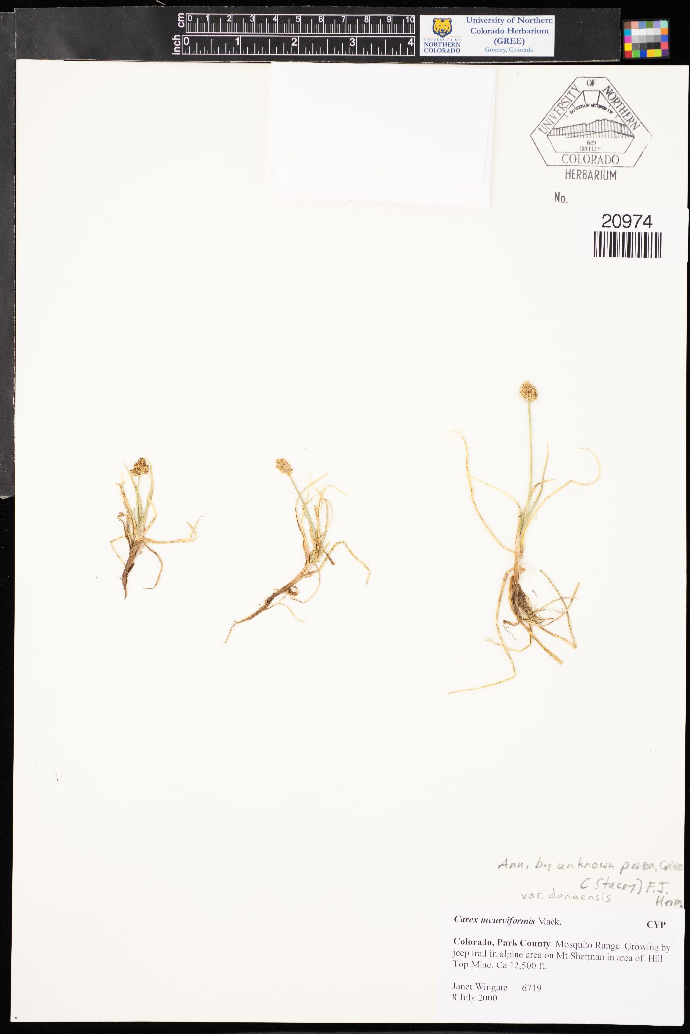 Carex incurviformis var. danaensis image