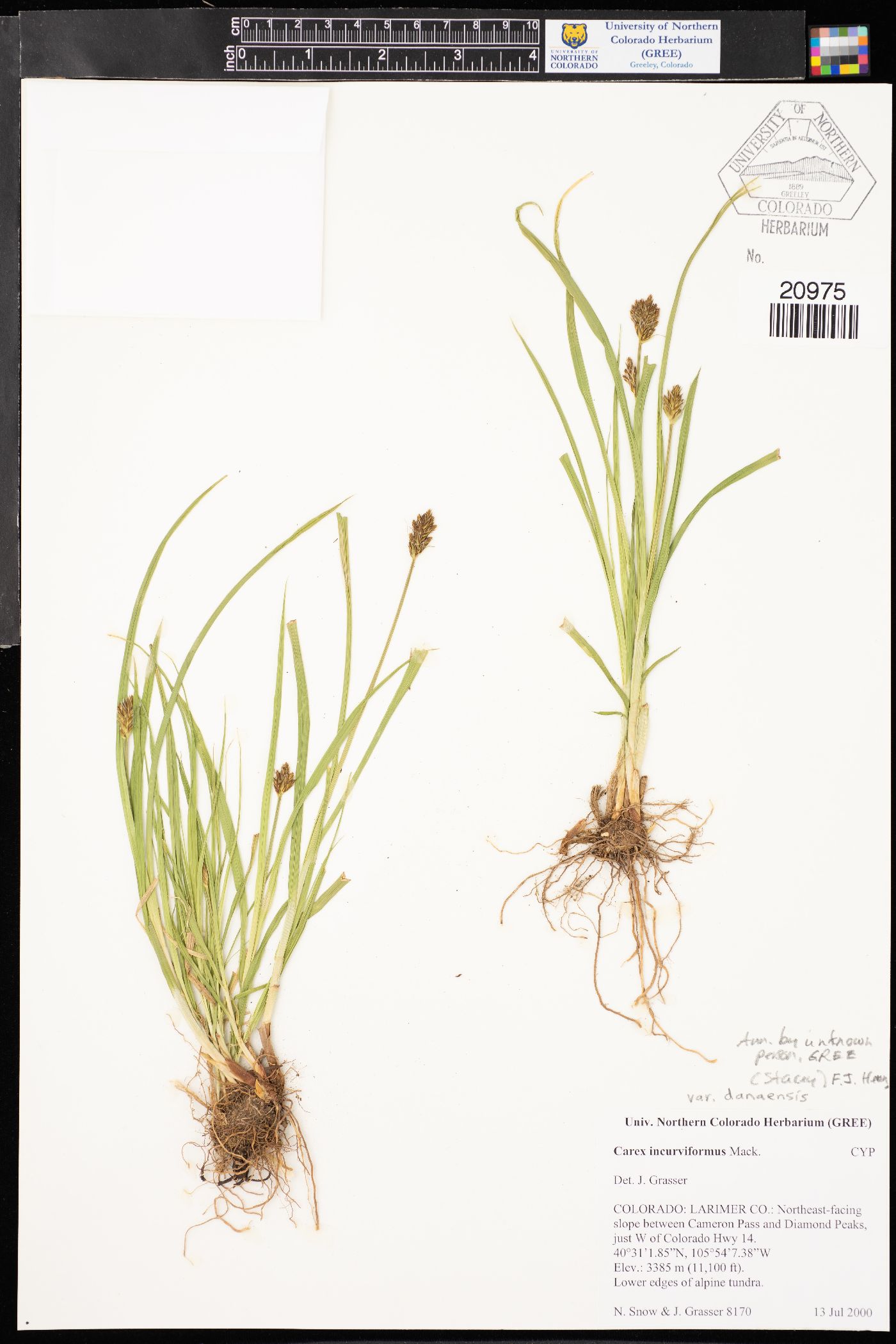 Carex incurviformis var. danaensis image