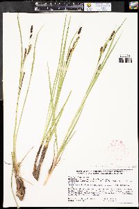 Carex aquatilis var. aquatilis image