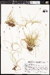 Carex nigricans image