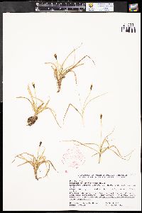 Carex nigricans image