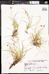 Carex nigricans image