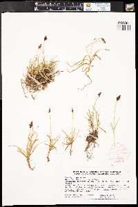 Carex nigricans image