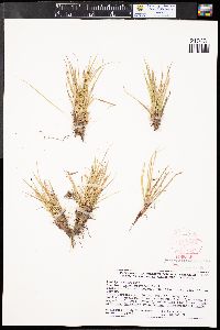 Carex rossii image