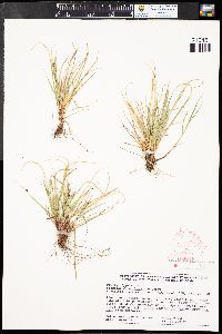 Carex rossii image