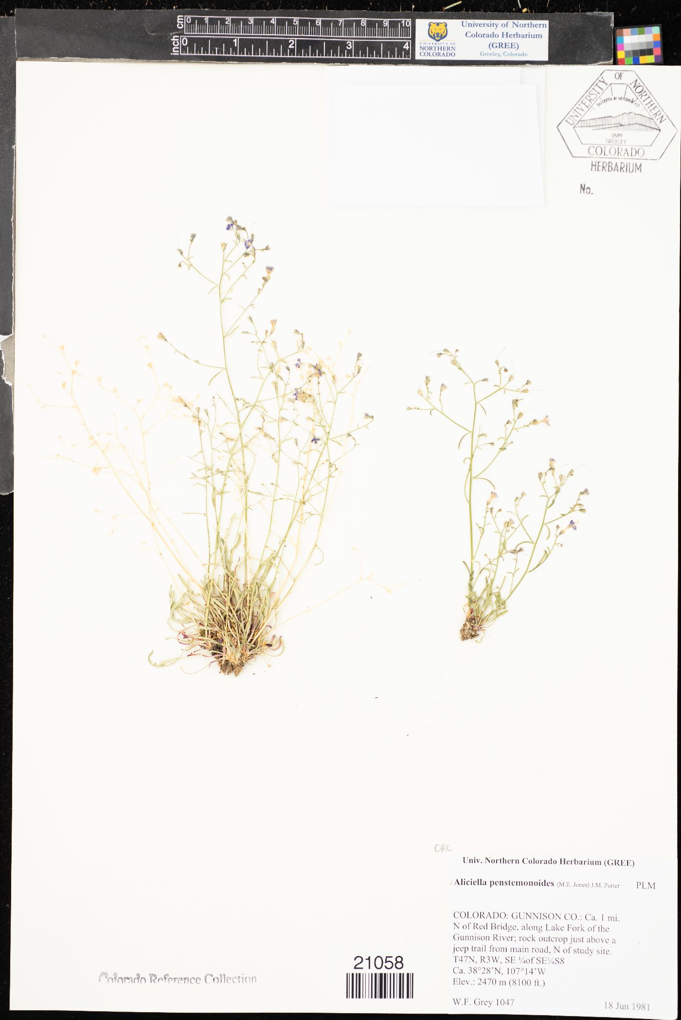 Aliciella pentstemonoides image