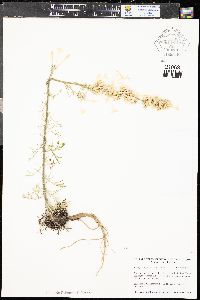 Ipomopsis aggregata subsp. candida image