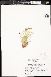 Carex phaeocephala image