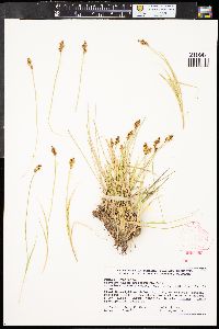 Carex praeceptorum image