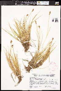 Carex praeceptorum image