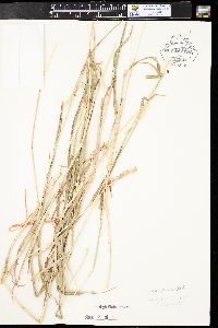 Bothriochloa springfieldii image