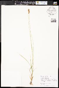 Carex praegracilis image