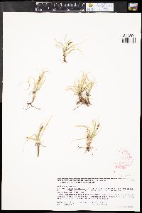 Carex rupestris image