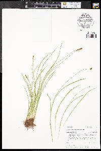 Carex occidentalis image