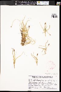 Carex parryana var. unica image