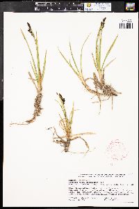 Carex scopulorum image