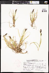 Carex scopulorum image