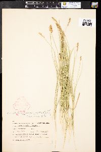 Carex siccata image